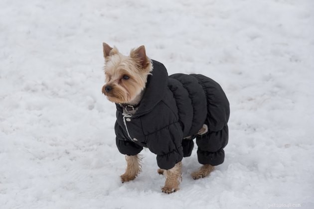Hur man förhindrar snöbollar på din hund