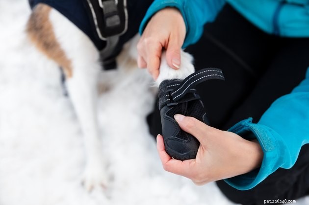 Jak zabránit sněhovým koulím u vašeho psa