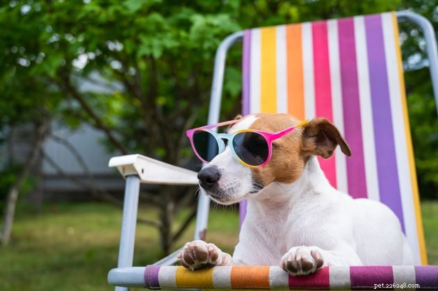 Varför älskar hundar att ligga i solen?