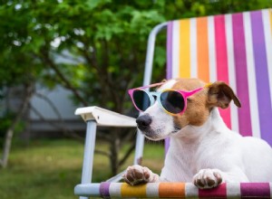 Proč psi milují ležení na slunci?