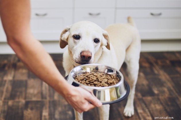 I migliori alimenti secchi per cani per stomaci sensibili nel 2022