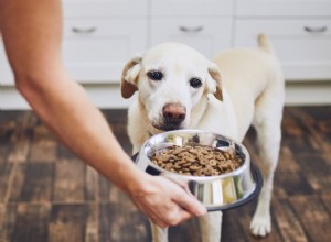 Лучшие сухие корма для собак для чувствительного желудка в 2022 году
