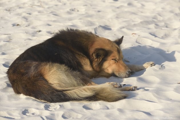 Por que os cães adoram se deitar ao sol?