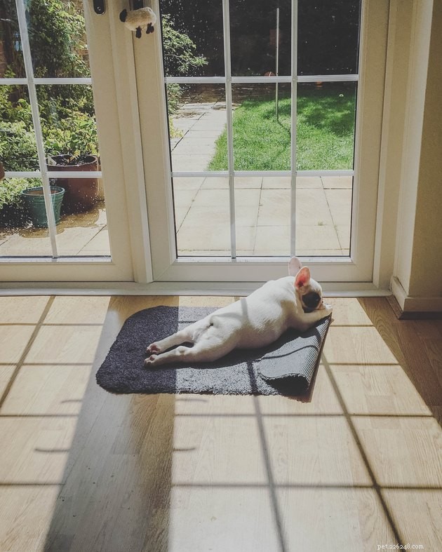 Perché i cani amano sdraiarsi al sole?