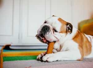 2022年の最高の犬の歯科用噛み物 