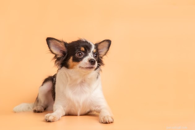 Blinkar Chihuahuas verkligen mer än andra hundar?