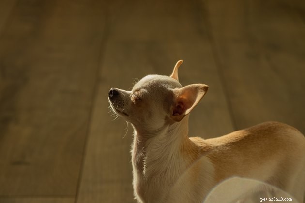 Blinkar Chihuahuas verkligen mer än andra hundar?