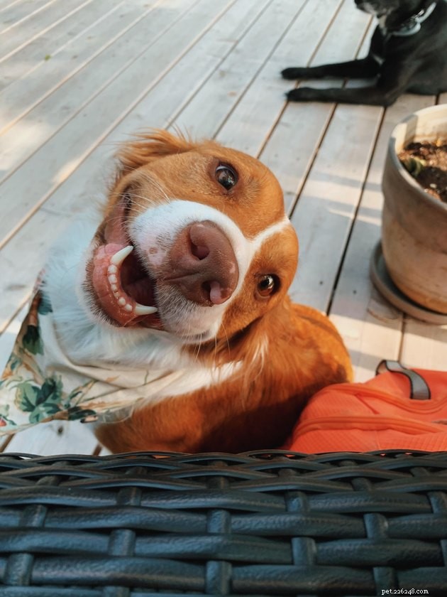 16 psů s nejinfekčnějšími úsměvy