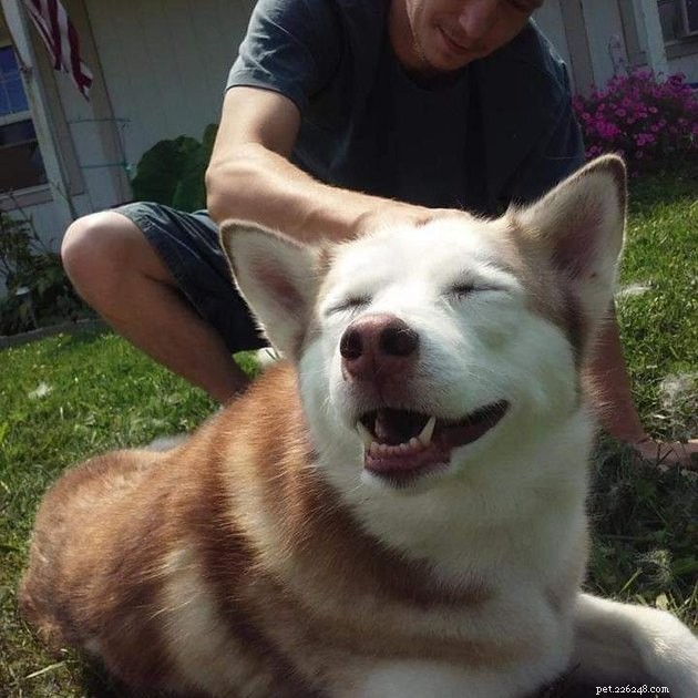 最も感染性の高い笑顔を持つ16匹の犬 