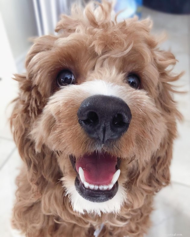 最も感染性の高い笑顔を持つ16匹の犬 