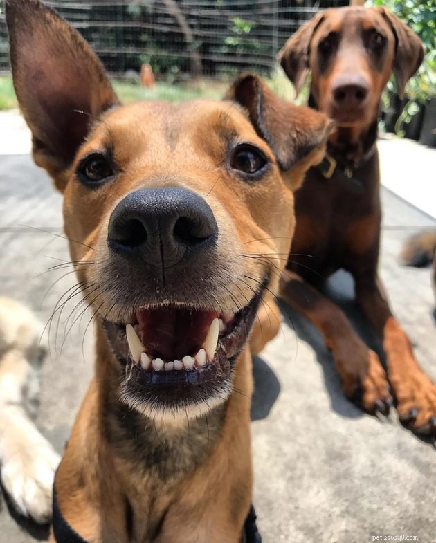 16 chiens avec les sourires les plus contagieux