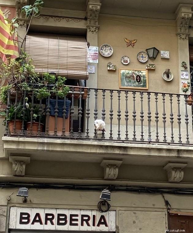 20 собак на балконах, наслаждающихся и защищающих свои окрестности