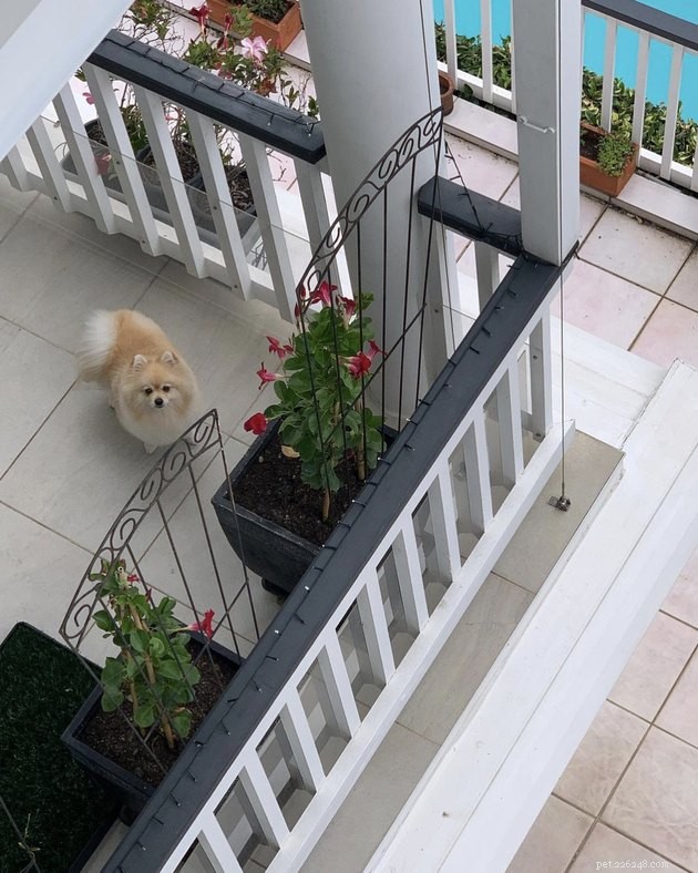20 собак на балконах, наслаждающихся и защищающих свои окрестности