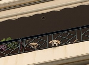 バルコニーで20匹の犬が近所を楽しんで保護している 