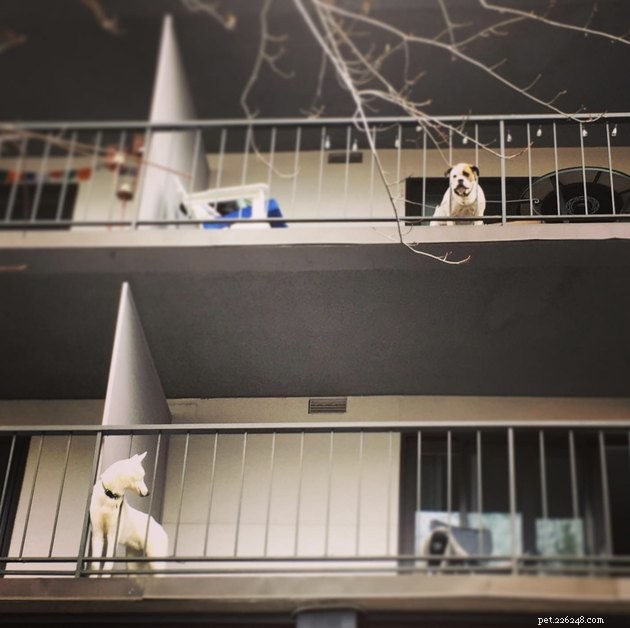 20 chiens sur les balcons profitant et protégeant leur voisinage