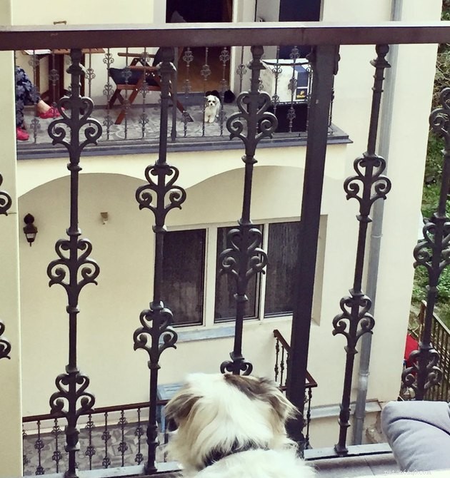 バルコニーで20匹の犬が近所を楽しんで保護している 