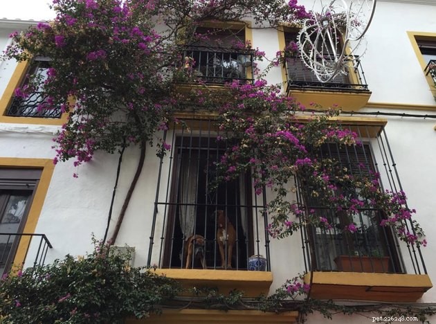 20 honden op balkons die genieten van en hun buurt beschermen