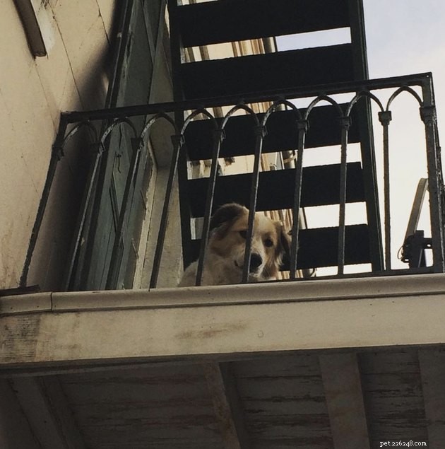 20 chiens sur les balcons profitant et protégeant leur voisinage
