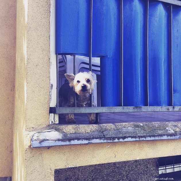 20 hundar på balkonger som njuter och skyddar sina grannskap