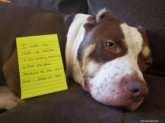 13 hundar som skäms för sina brott