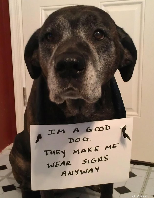 13 honden die zich schamen voor hun misdaden