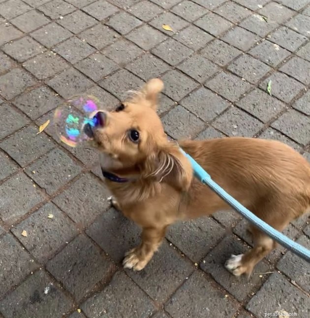 22 chiens célébrant l été avec une fête bulle