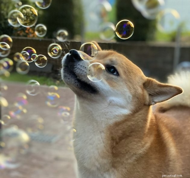 22 chiens célébrant l été avec une fête bulle