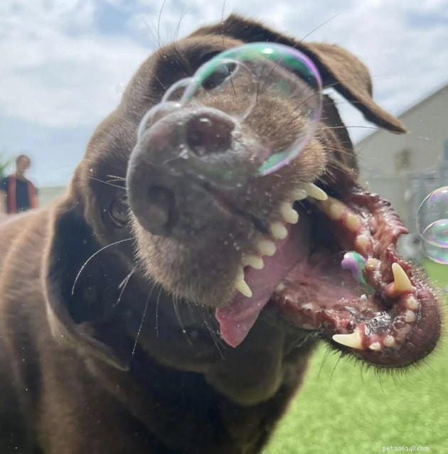 22 psů slaví léto s bublinkovou párty