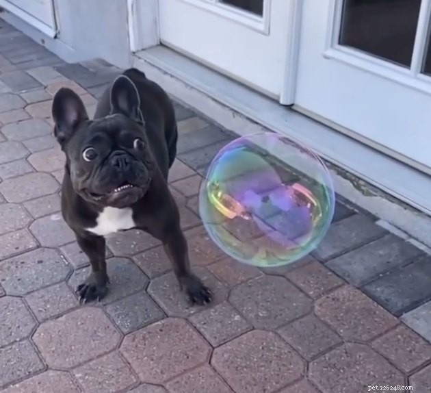 22 psů slaví léto s bublinkovou párty