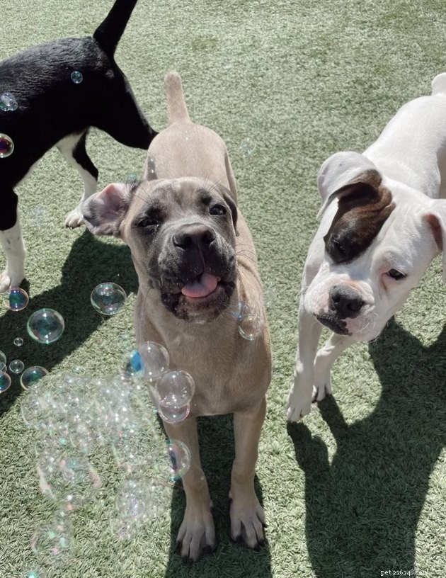 22 honden vieren de zomer met een bubbelfeest