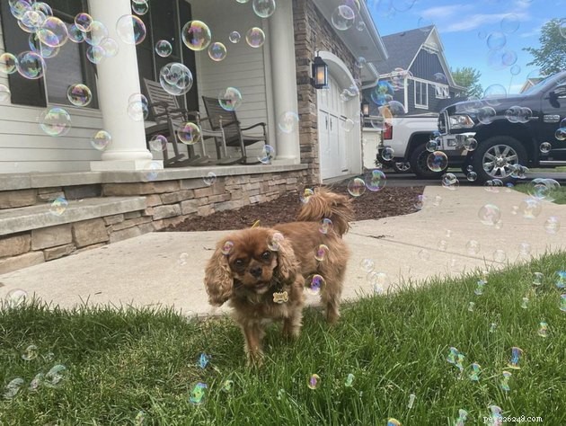 22 cães celebrando o verão com uma festa de bolhas