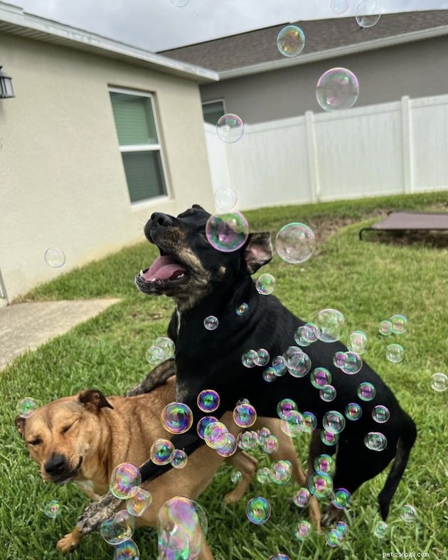 22 honden vieren de zomer met een bubbelfeest