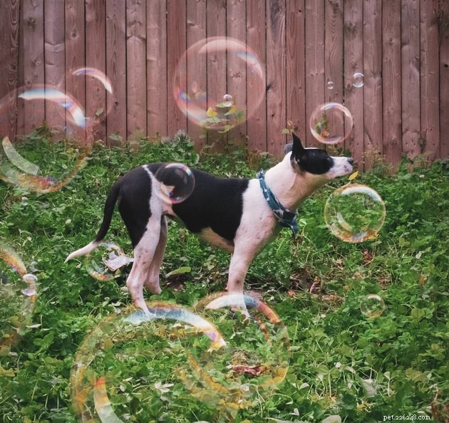 22 hundar firar sommar med en bubbelfest