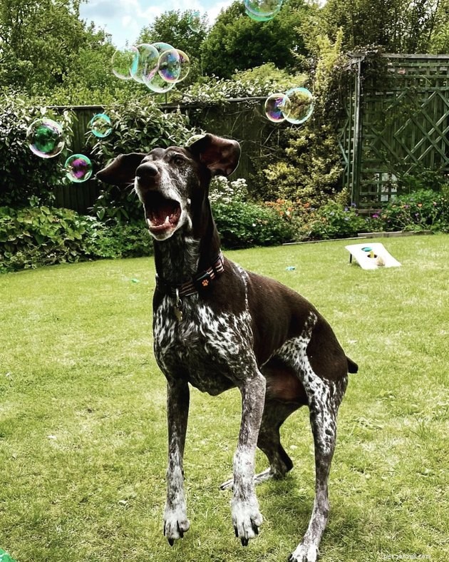 22 hundar firar sommar med en bubbelfest