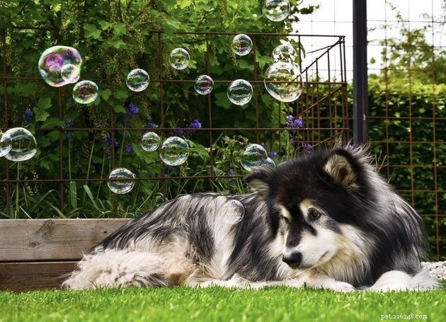 22 cani festeggiano l estate con una festa con le bolle