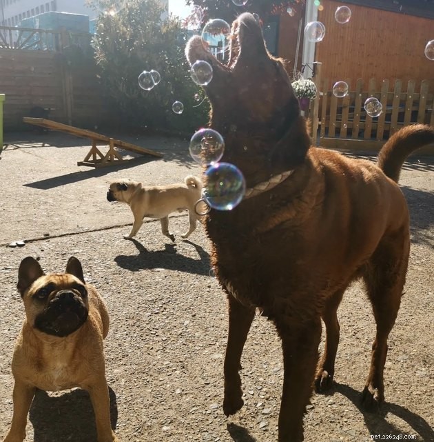 22 cães celebrando o verão com uma festa de bolhas