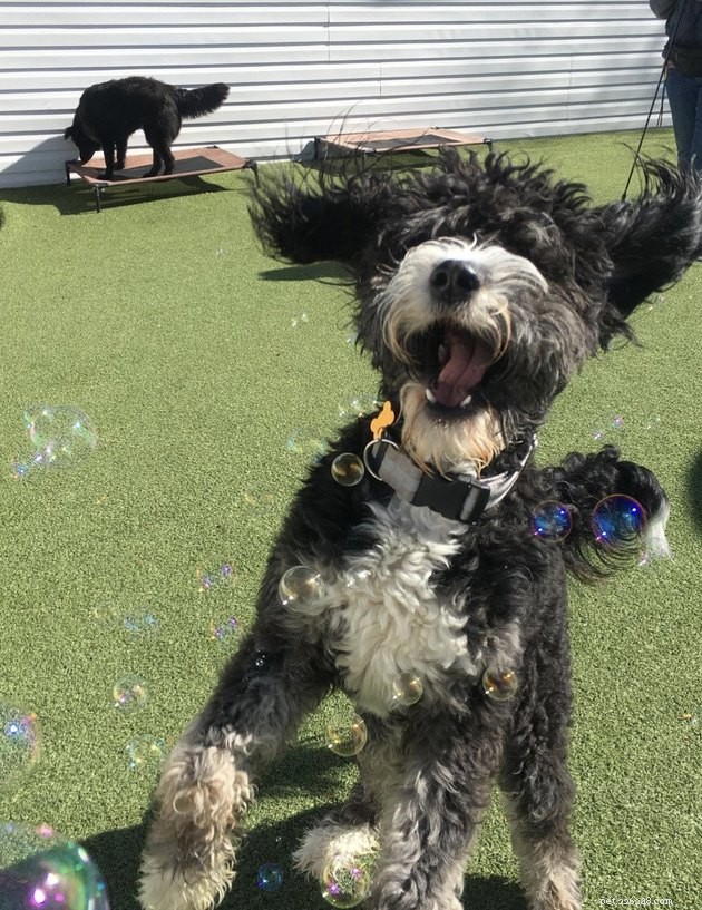 22 собаки отмечают лето вечеринкой с пузырьками