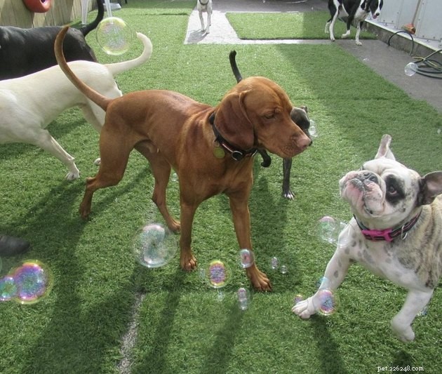 バブルパーティーで夏を祝う22匹の犬 
