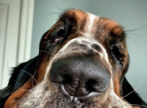 19 cães com as sobrancelhas mais invejáveis
