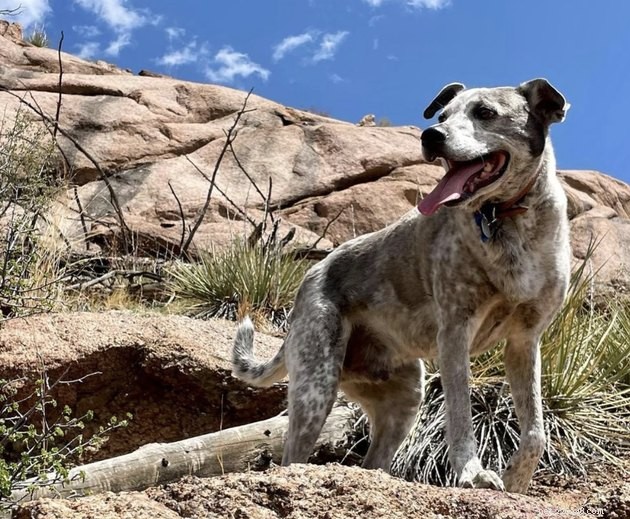 19 cani che alleviano lo stress e fanno esercizio con le loro routine di escursionismo