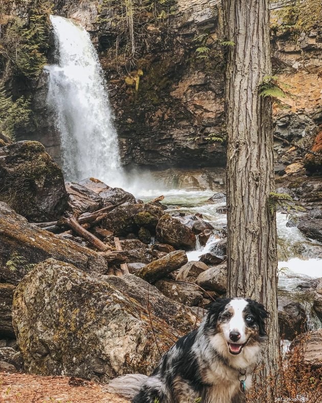 ストレス解消とハイキングルーチンで運動する19匹の犬 