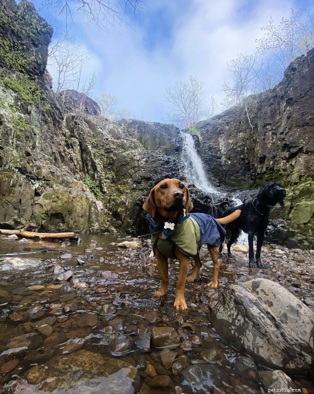 19 psů, kteří ulevují od stresu a cvičí pomocí svých turistických rutin