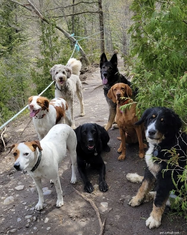 19 psů, kteří ulevují od stresu a cvičí pomocí svých turistických rutin