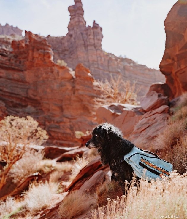 19 chiens soulagent le stress et font de l exercice grâce à leurs routines de randonnée