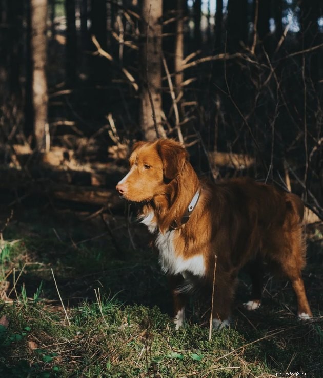 19 hundar som lindrar stress och får motion med sina vandringsrutiner