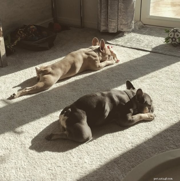 完璧な日焼けに取り組んでいる20匹の犬 