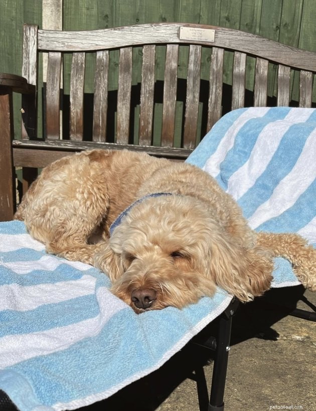 20 hundar som arbetar på sina perfekta solbrännor