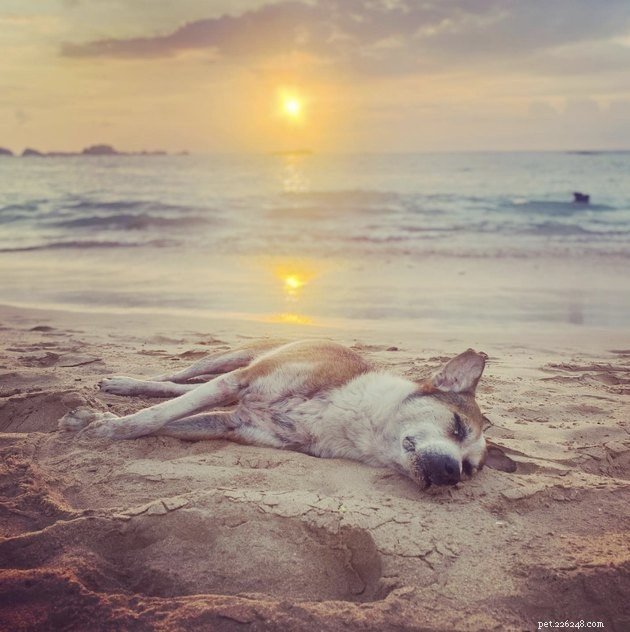 20 hundar som arbetar på sina perfekta solbrännor