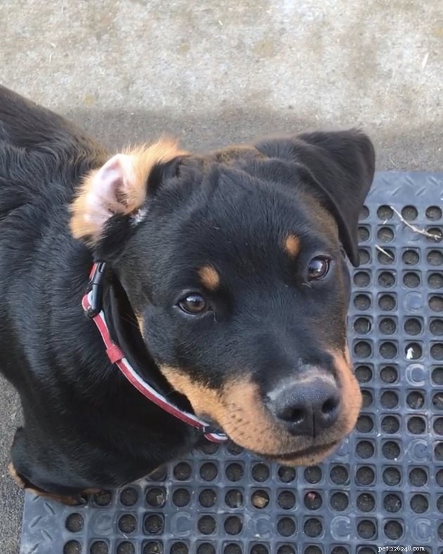 19 honden die niet weten dat hun oor binnenstebuiten zit