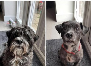 18 hundar ser fräscha ut efter en resa till frisören